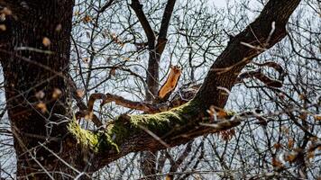 A weathered tree with a mossy limb and a broken branch stands against a web of bare twigs, evoking resilience and the passage of time in a late-winter forest. photo