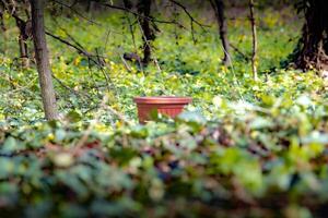 A solitary terracotta pot sits mysteriously in the middle of a lush, green forest floor, surrounded by ivy and yellow wildflowers. Its presence feels out of place, adding an element of curiosity. photo
