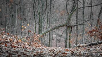 A tranquil forest scene in late autumn, with a carpet of fallen leaves, bare trees, and a leaning branch creating a natural archway. The muted tones evoke a calm, introspective mood. photo