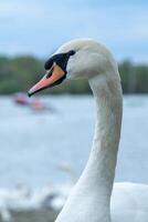 Elegant Close Up of a Swan by the Water Edge photo