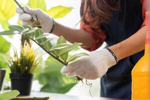 Pruning and Caring for Houseplants. Pruning a plant for better growth. photo