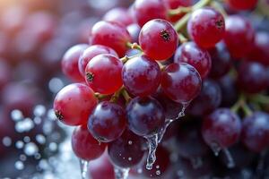 Ripe grapes glistening fresh with water soft back drop photo