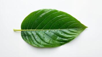 Close-up of a large, fresh green leaf with water droplets photo