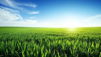 Vibrant Green Rice Field Under Bright Blue Sky with Soft White Clouds photo