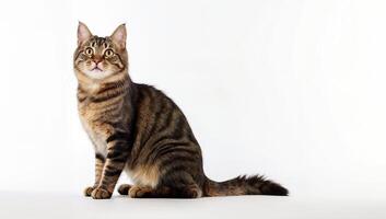 Curious Tabby Cat on White Background photo