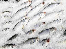Fresh Threadfin Fish Displayed on a Bed of Ice at Market. photo