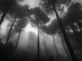 Low Angle View of Tall Trees in a Forest with Sunlight Shining Through the Canopy in Monochrome photo
