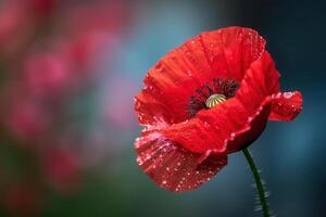 Vibrant Red Poppy with Dew Drops Against a Soft Patriotic Background for Print and Design photo
