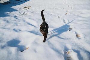 A sleek black cat is gracefully walking through the soft, white snow, leaving delicate paw prints behind as it explores the beautiful winter landscape in its surroundings photo