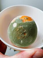 A person carefully holds a bowl containing a mouldy orange, which beautifully highlights the intriguing and complex process of deterioration and spoilage that is affecting the fruit itself photo