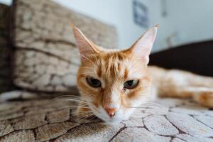 An absolutely adorable orange cat is comfortably and peacefully laying on a cozy couch, while it curiously gazes directly at the camera, creating a charming and delightful photo opportunity