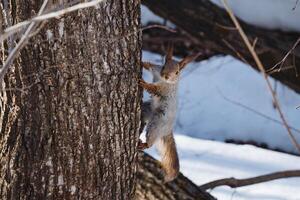 A small gray squirrel is skillfully climbing up the trunk of a tall tree while it drizzles snowflakes around, showcasing its agility and determination in the winter landscape photo