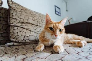A domestic cat is comfortably laying on a soft couch, gazing curiously at the camera, showcasing its beautiful features and stance, creating an adorable and captivating image photo