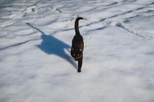 A sleek black cat is gracefully walking through the soft, fluffy snow, leaving delicate paw prints on the chilly, white surface all around it, embodying the essence of winter photo