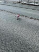 A delightful and absolutely adorable small dog is joyfully walking all by itself down a calm and quiet road, relishing the fresh air and the serene, peaceful surroundings photo