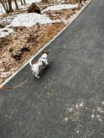 Two joyful and happy dogs are walking side by side on a beautiful and scenic path in nature during the winter season, surrounded by picturesque landscapes and wildlife photo