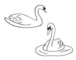 Outline swan. line illustration pond bird isolated on white background. vector