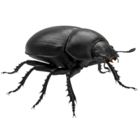 Detailed digital rendering of a dung beetle against a transparent backdrop png