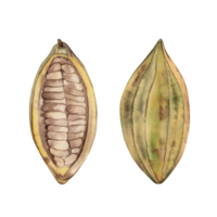 Whole and cut in half cocoa tree fruit with beans inside. Watercolor illustration with cocoa beans is hand-drawn in botanical style in yellow, green, brown shades. For packaging, menu, tableware png