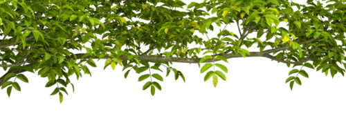 Cutout foreground green tree branches top composition on transparent backgrounds 3d rendering png