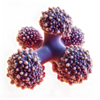 Molecule of candida auris fungal infection isolated on transparency background png