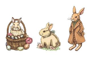 Hand drawn vintage sketch of easter bunnys set. A rabbit in a coat, with a bow, in a basket. vector