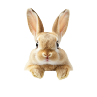 Soft Brown Rabbit with Natural Texture on Clean Transparent Background png