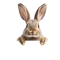 The Big Scary Rabbit with Fierce Expression on Transparent Background png