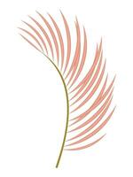 Palm pink decorative one leaf isolated on white background. vector