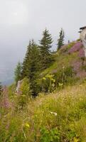 Grass on the mountain slope. Enchanting summer mountain landscape where thick fog envelops the peaks, creating a mysterious and dreamy atmosphere. photo