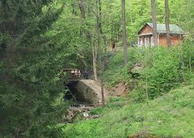 Summer. Summer mixed forest with dense greenery and picturesque trees. The combination of deciduous and coniferous trees photo