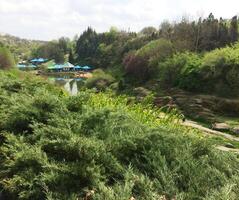 Summer mixed forest with dense greenery and picturesque trees. The combination of deciduous and coniferous trees photo