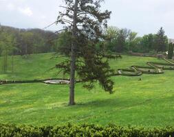 A large green lawn stretches out under the bright summer sun. A tree stands in the middle. The grass is bright green, photo