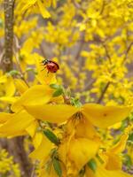 Ladybug resting on bright yellow flowers. The insect with bright red wings and black spots looks photo