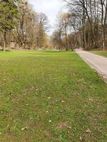 Spring forest with tall slender trees, through which sunlight shines. The ground is covered with young greenery photo