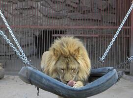 A mighty lion in a zoo during feeding, eating meat. Conveys the contrast between freedom in the wild and life in captivity photo