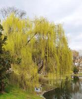 Spring landscape with a willow tree gracefully bending its flexible branches over the mirror surface of a lake photo