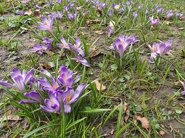 A meadow of crocuses. The first spring crocuses breaking through the snow, symbolizing the awakening of nature. photo