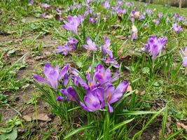 Blue crocuses. The first spring crocuses breaking through the snow, symbolizing the awakening of nature. photo