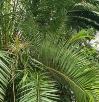 Large palm leaves. Dense green leafy texture of a palm grove. Detailed footage of tropical vegetation with bright green leaves photo