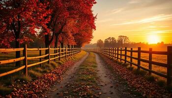 a dirt road between fields in autumn lined with maple trees whose leaves are yellow and falling to the ground photo