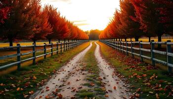 dirt road between fields in autumn lined with maple trees whose leaves are yellow and falling to the ground photo