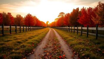 a dirt road between fields in autumn lined with maple trees whose leaves are yellow and falling to the ground in sunset photo