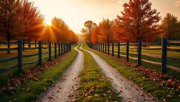 dirt roads between fields in autumn lined with maple trees whose leaves are yellow and falling to the ground in sunset photo