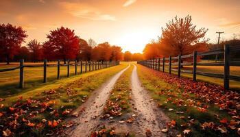 dirt road between field in autumn lined with maple tree whose leaves are yellow and falling to the ground in sunset photo