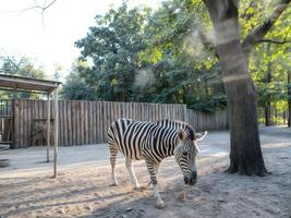 A zebra in a zoo walks near a large tree, showing off its contrasting black and white stripes. photo