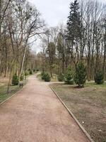 spring park. Spring forest with tall slender trees, through which sunlight shines. The ground is covered with young greenery photo