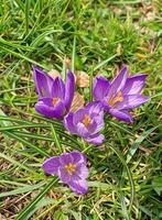 Crocus flowers. The first spring crocuses breaking through the snow, symbolizing the awakening of nature. photo