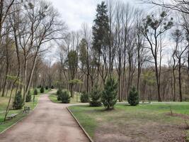 Park. Spring forest with tall slender trees, through which sunlight shines. The ground is covered with young greenery photo