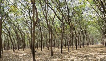 Rubber plantations tree are planted in rows and ready for tapping. photo
